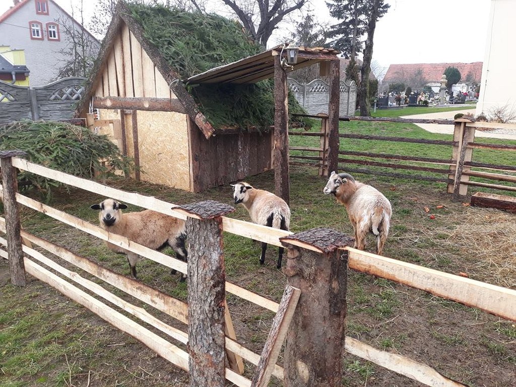 W Taczalinie powstaje żywa Szopka  Bożonarodzeniowa