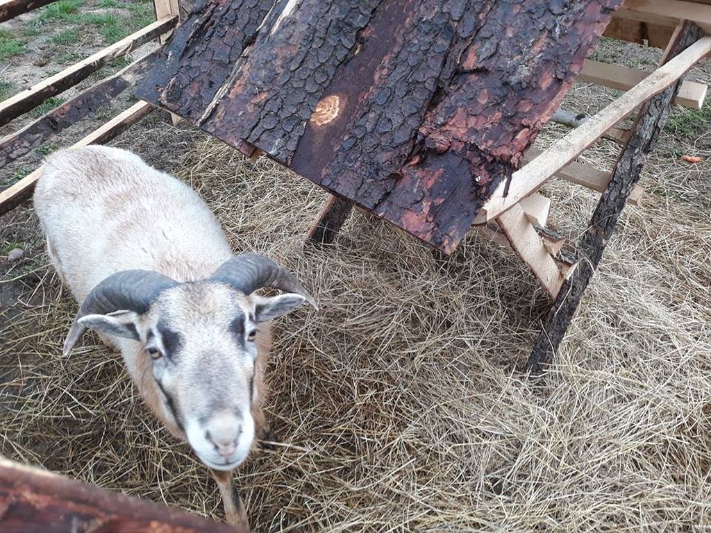 W Taczalinie powstaje żywa Szopka  Bożonarodzeniowa