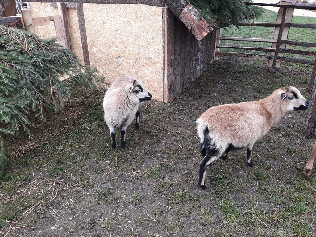 W Taczalinie powstaje żywa Szopka  Bożonarodzeniowa