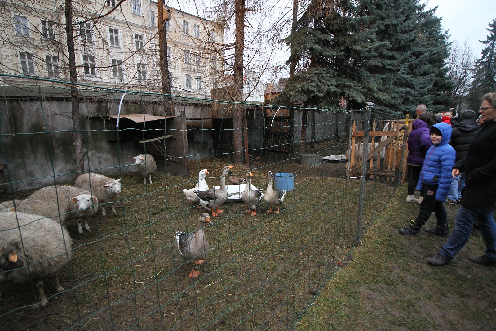 Żywa szopka przy kościele św. Jana cieszy oczy i napawa radością