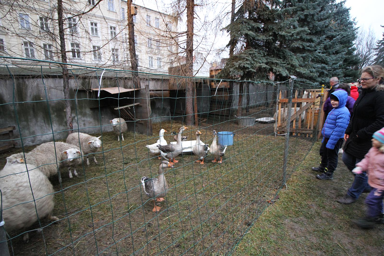 Żywa szopka przy kościele św. Jana cieszy oczy i napawa radością