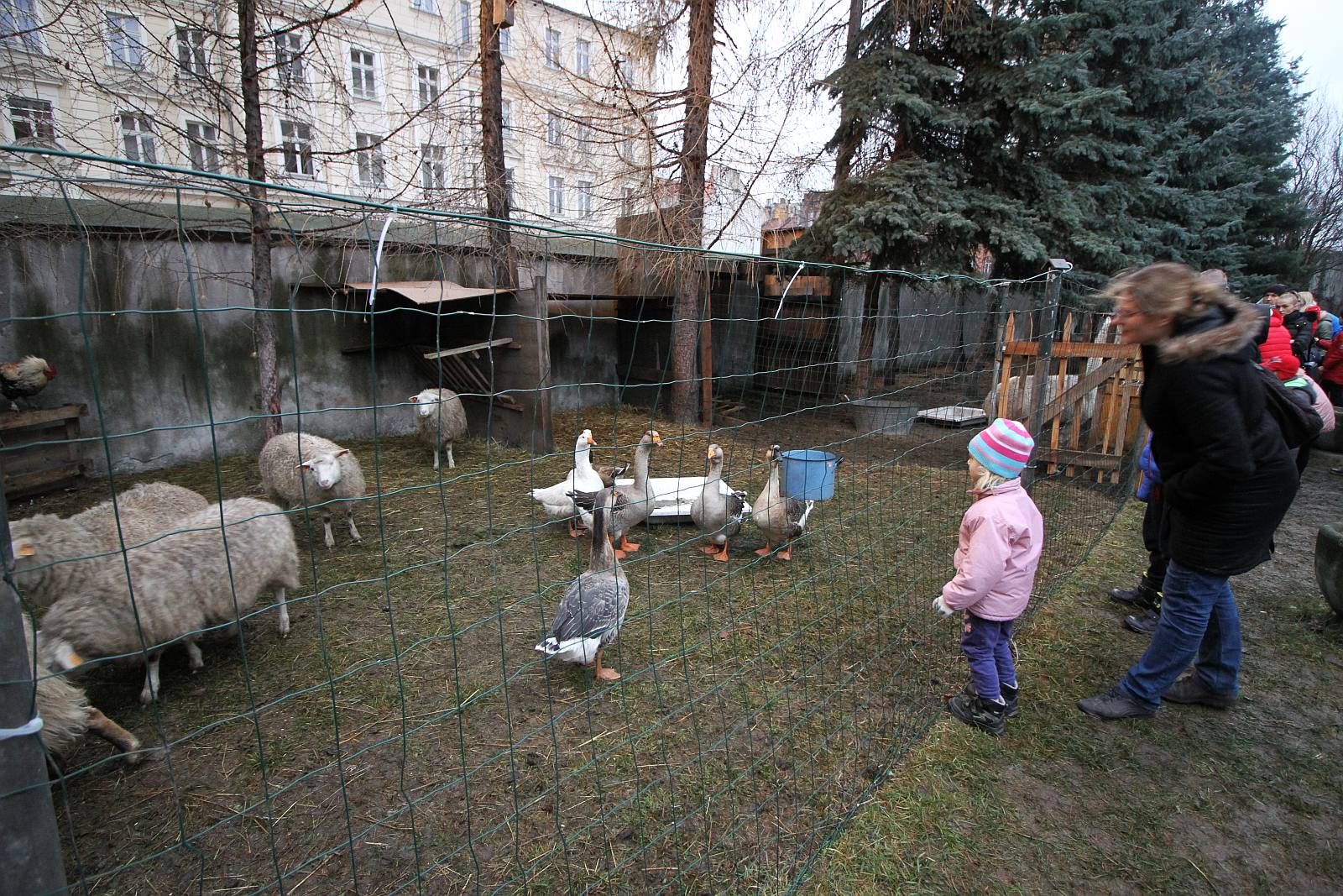 Żywa szopka przy kościele św. Jana cieszy oczy i napawa radością