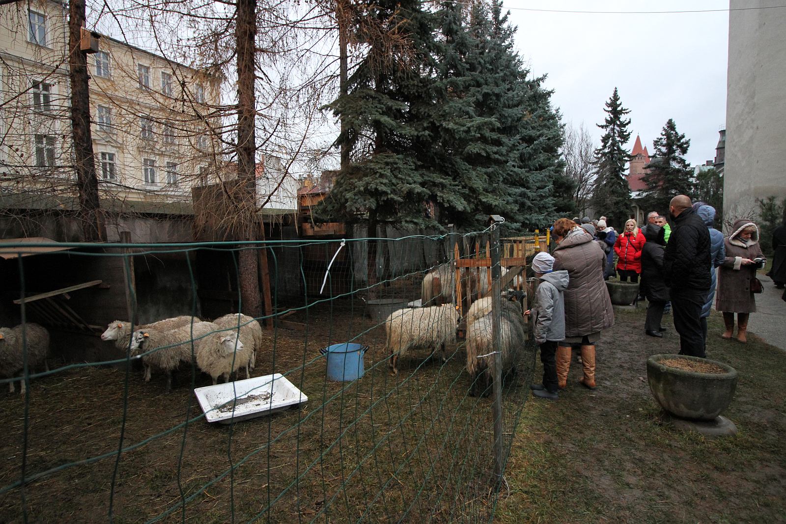 Żywa szopka przy kościele św. Jana cieszy oczy i napawa radością