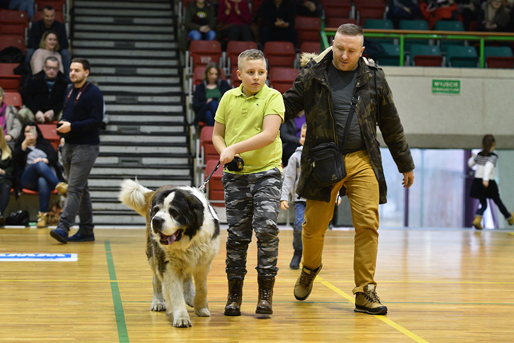 W hali przy ulicy Lotniczej prezentowały się zwierzaki
