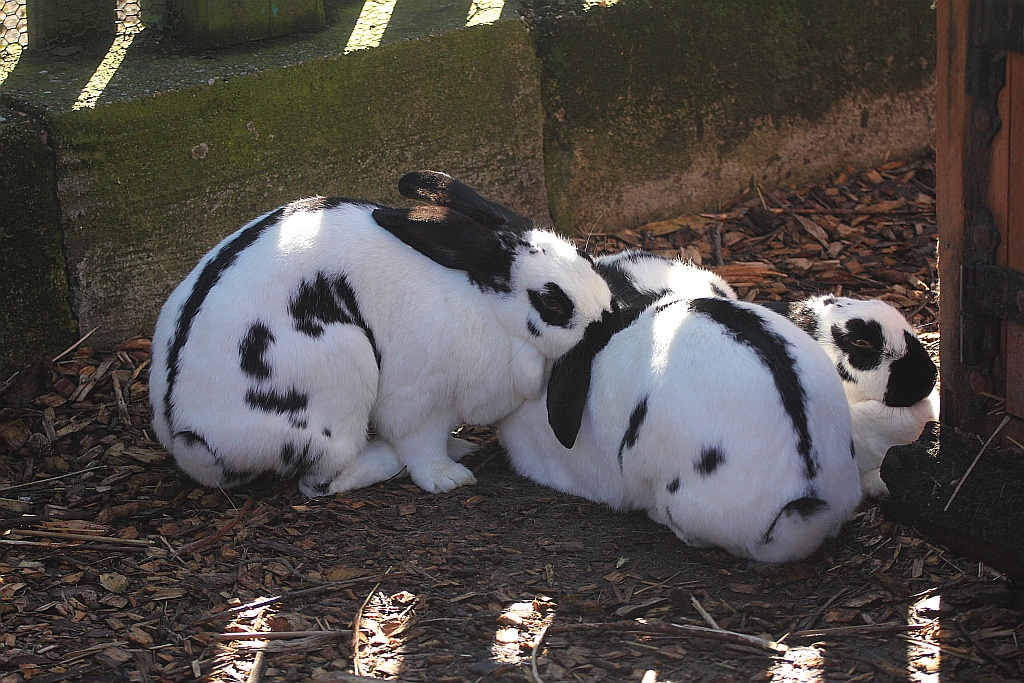 Pierwszy ciepły weekned przyciagnął tłumy do ZOO