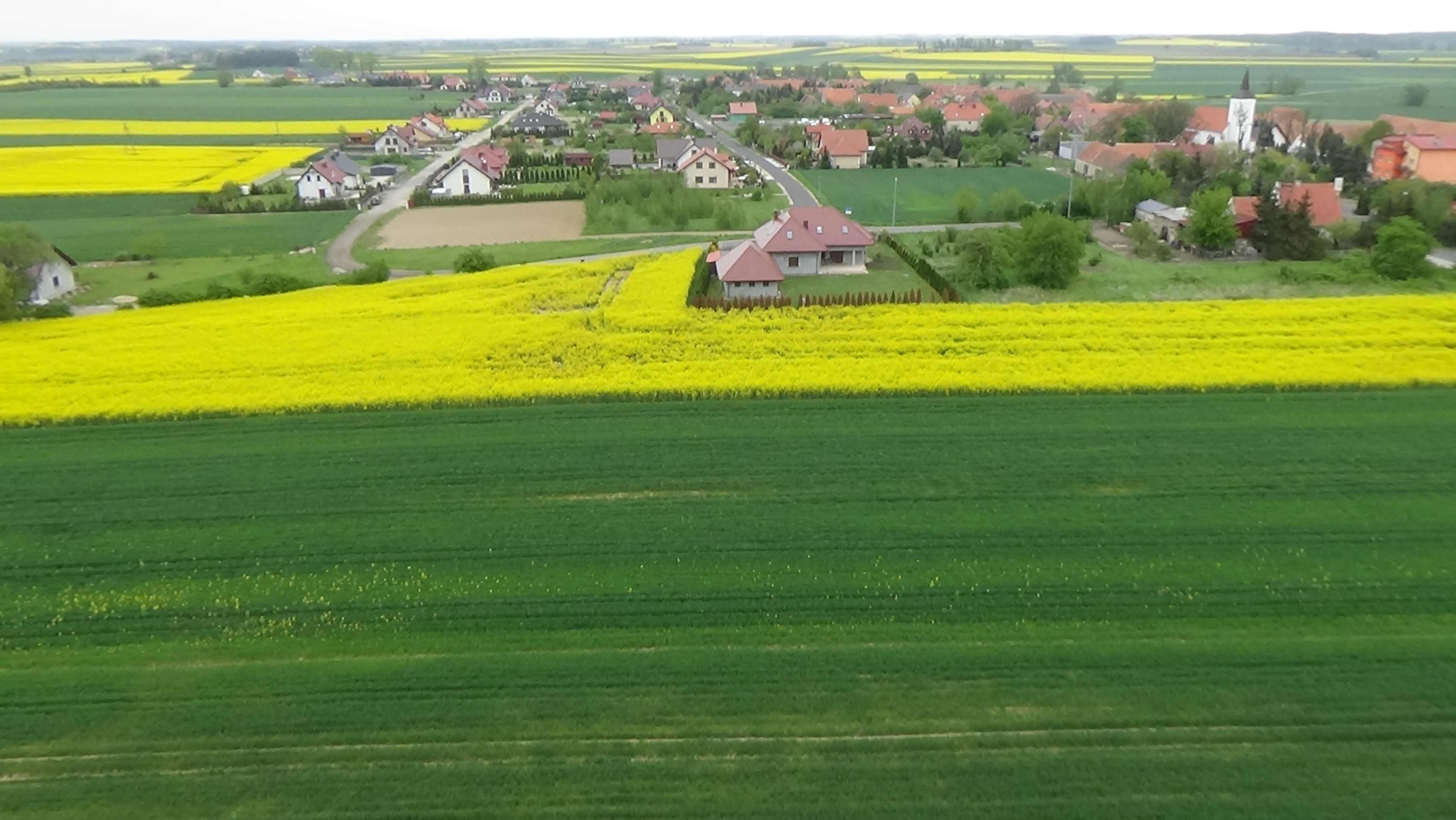 Grzybiany z lotu ptaka. Zobacz jak wyglądają na wiosnę