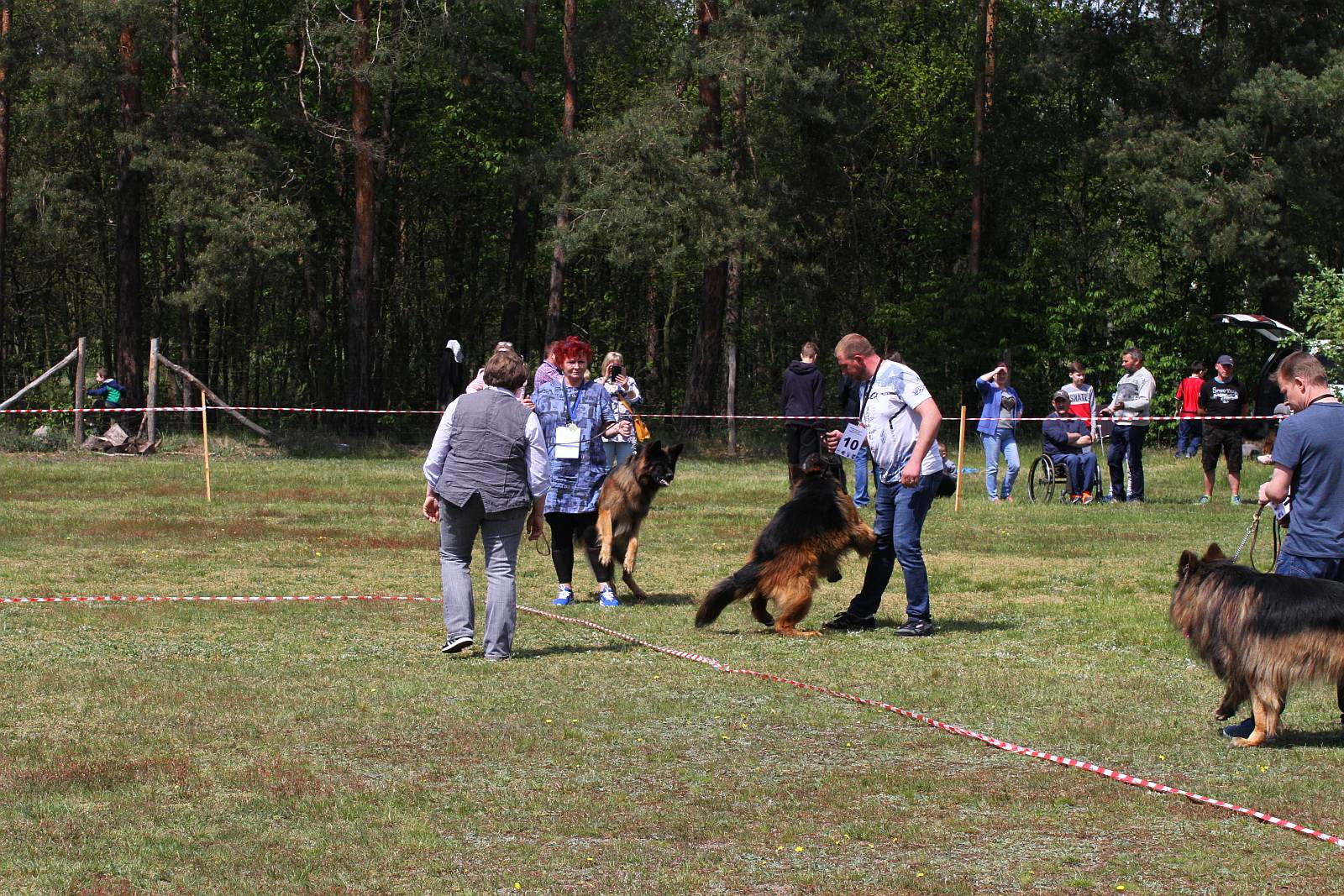 Około 40 psów zaprezentowało się na wystawie w Miłogostowicach