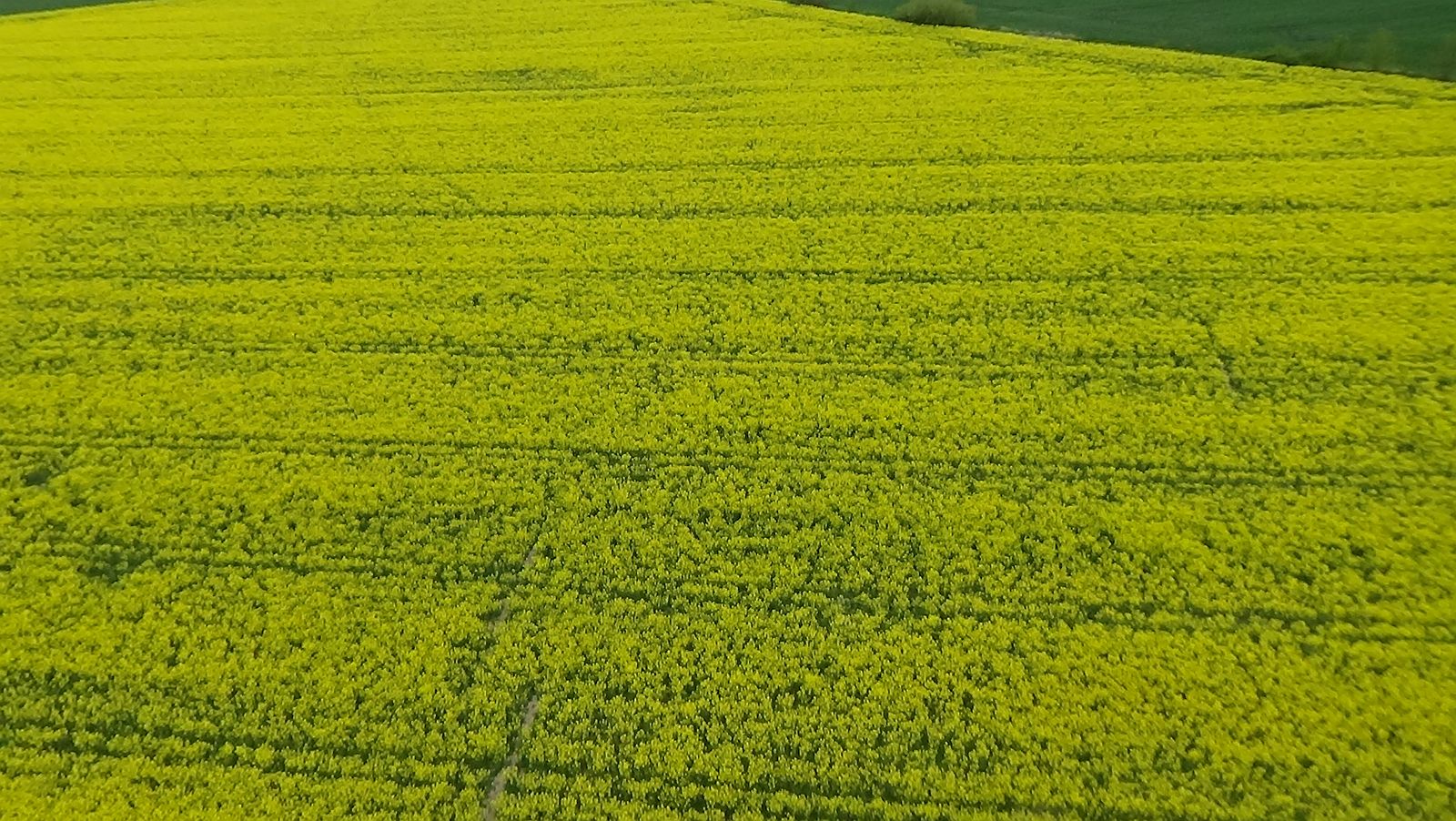 Koskowice z lotu ptaka. Zobacz jak wyglądają na wiosnę