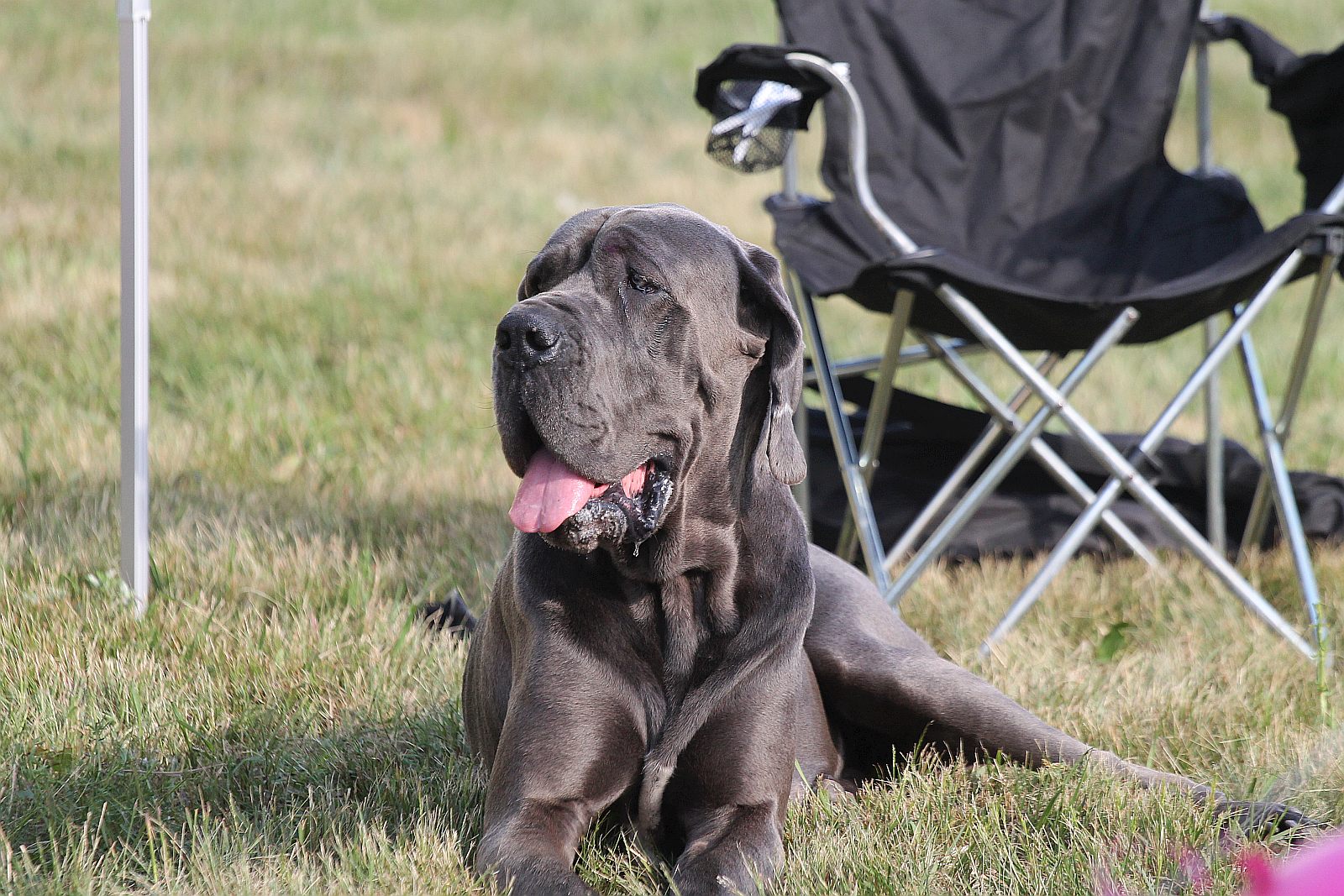 Mnóstwo atrakcji i dużo dobrego jedzenia na Święcie Legnicy
