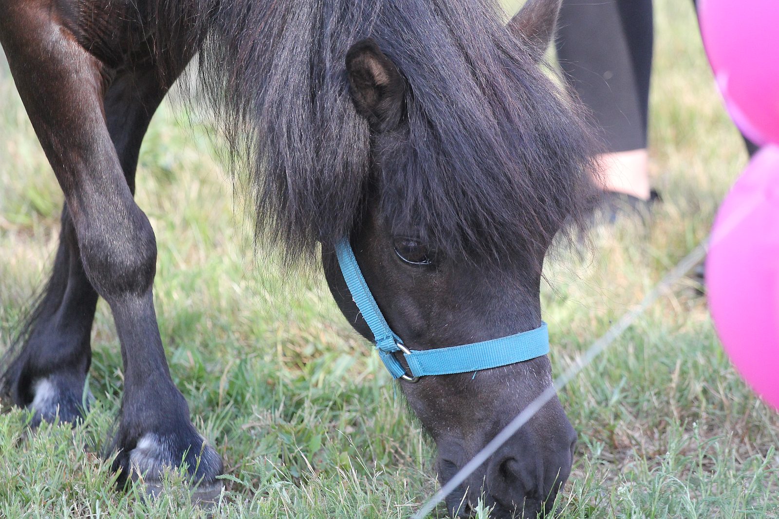 Mnóstwo atrakcji i dużo dobrego jedzenia na Święcie Legnicy