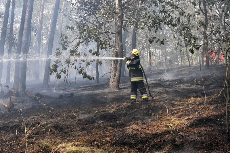 Spłonęło kilka hektarów lasu w Motyczynie