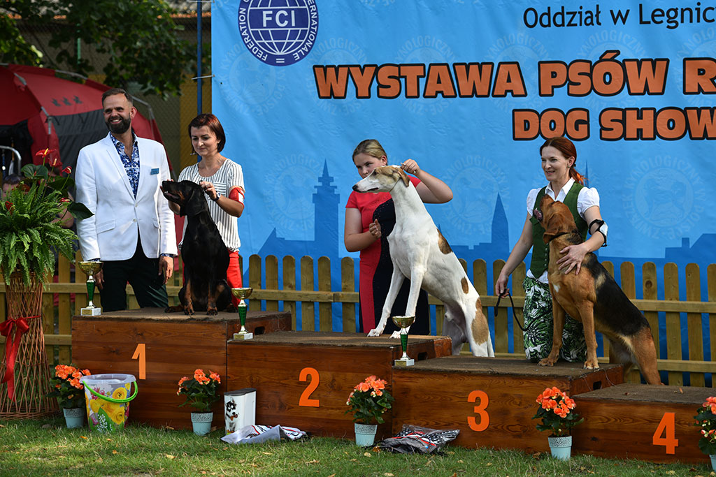Psy rasowe i myśliwskie walczyły o czempionat