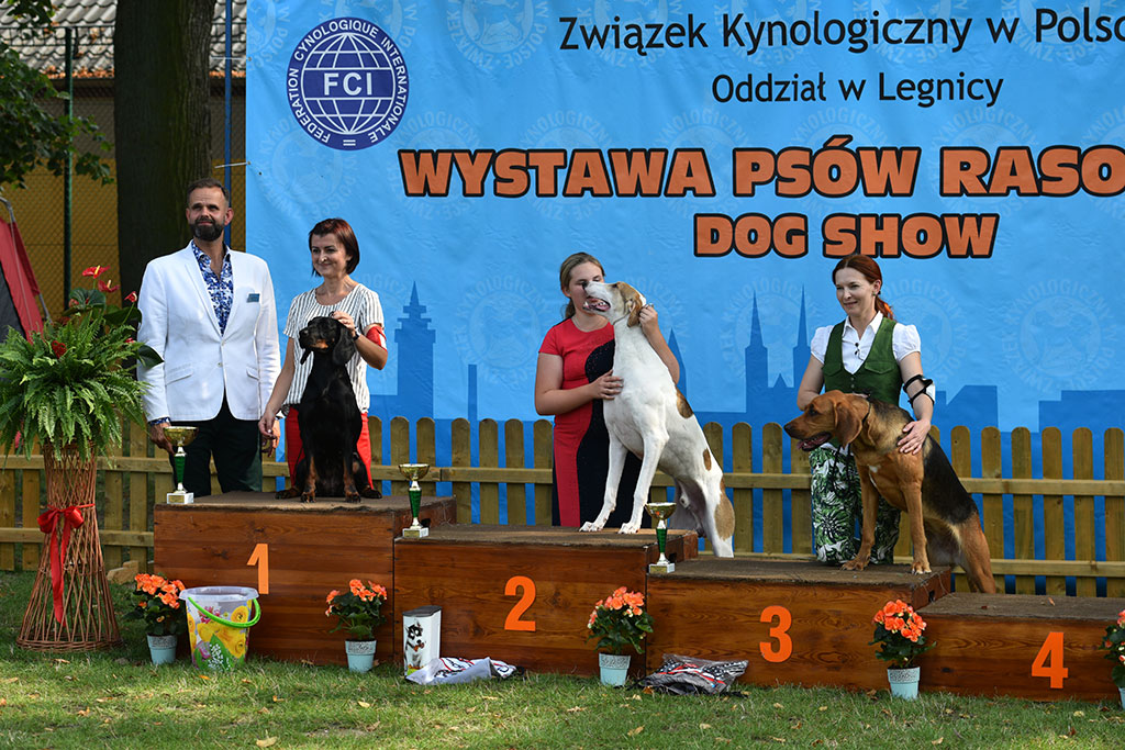 Psy rasowe i myśliwskie walczyły o czempionat
