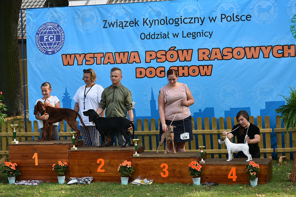 Psy rasowe i myśliwskie walczyły o czempionat