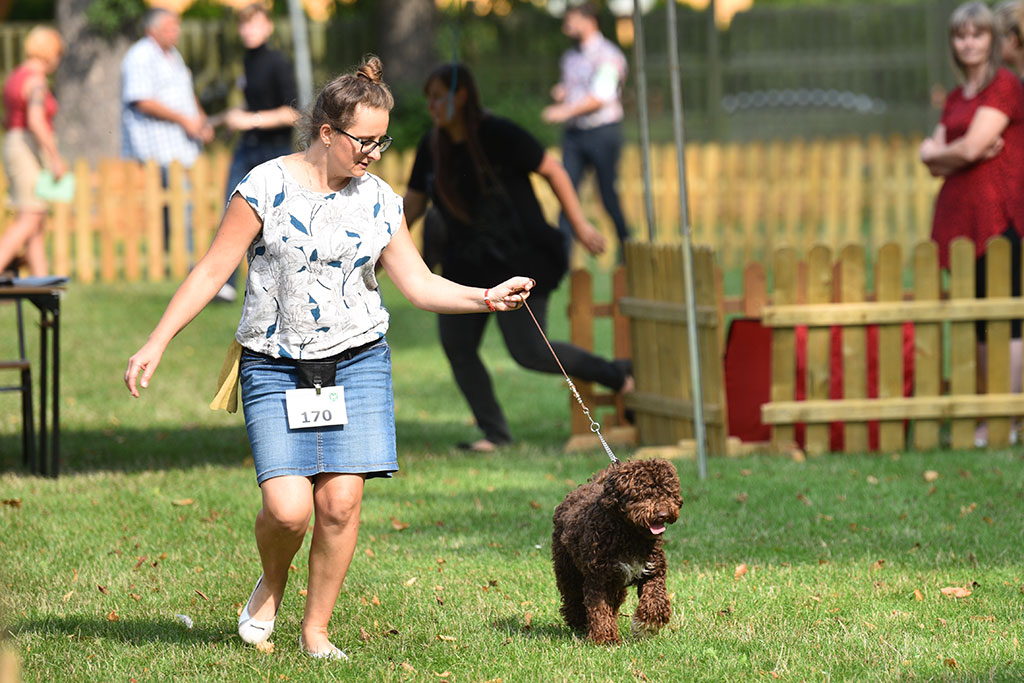 Psy rasowe i myśliwskie walczyły o czempionat