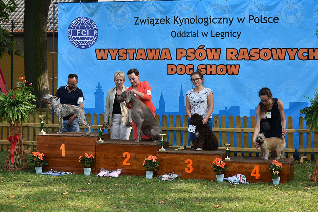 Psy rasowe i myśliwskie walczyły o czempionat