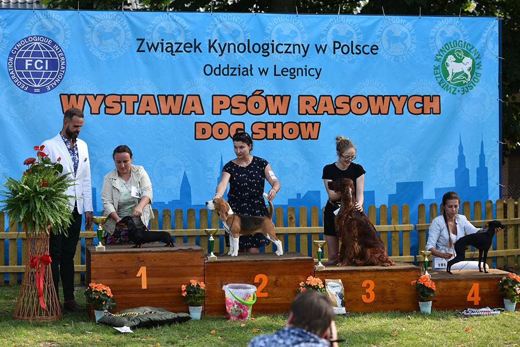 Psy rasowe i myśliwskie walczyły o czempionat
