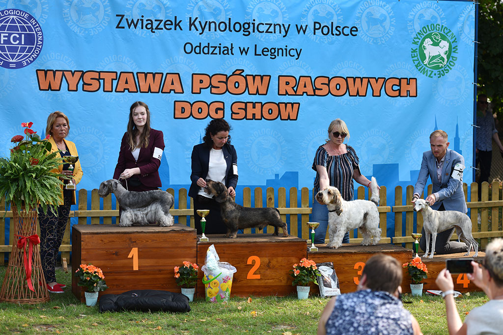 Psy rasowe i myśliwskie walczyły o czempionat