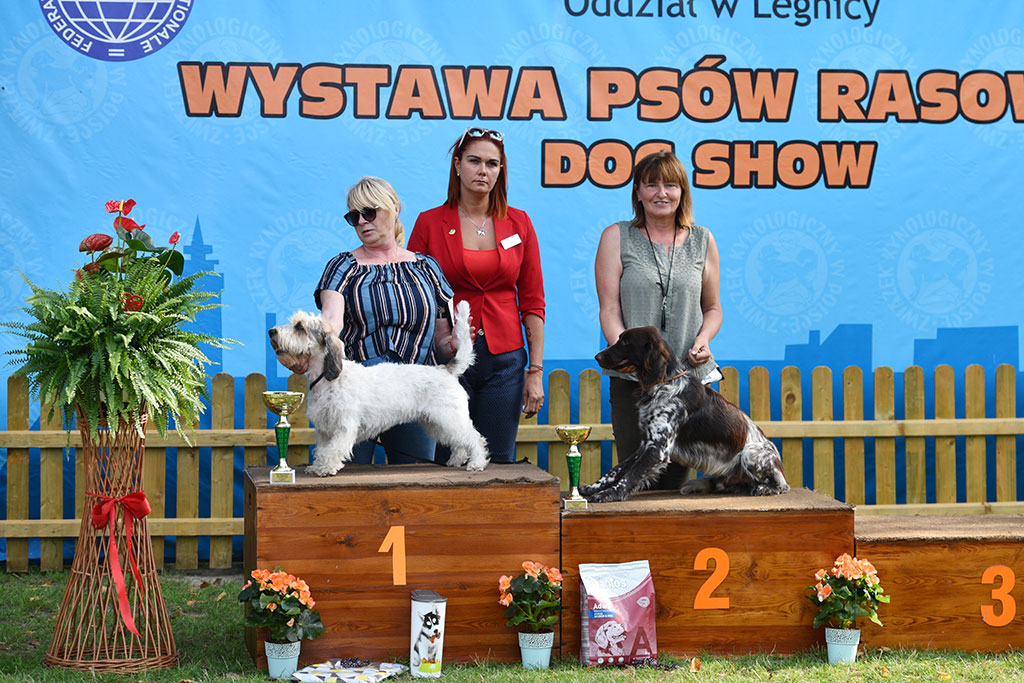 Psy rasowe i myśliwskie walczyły o czempionat