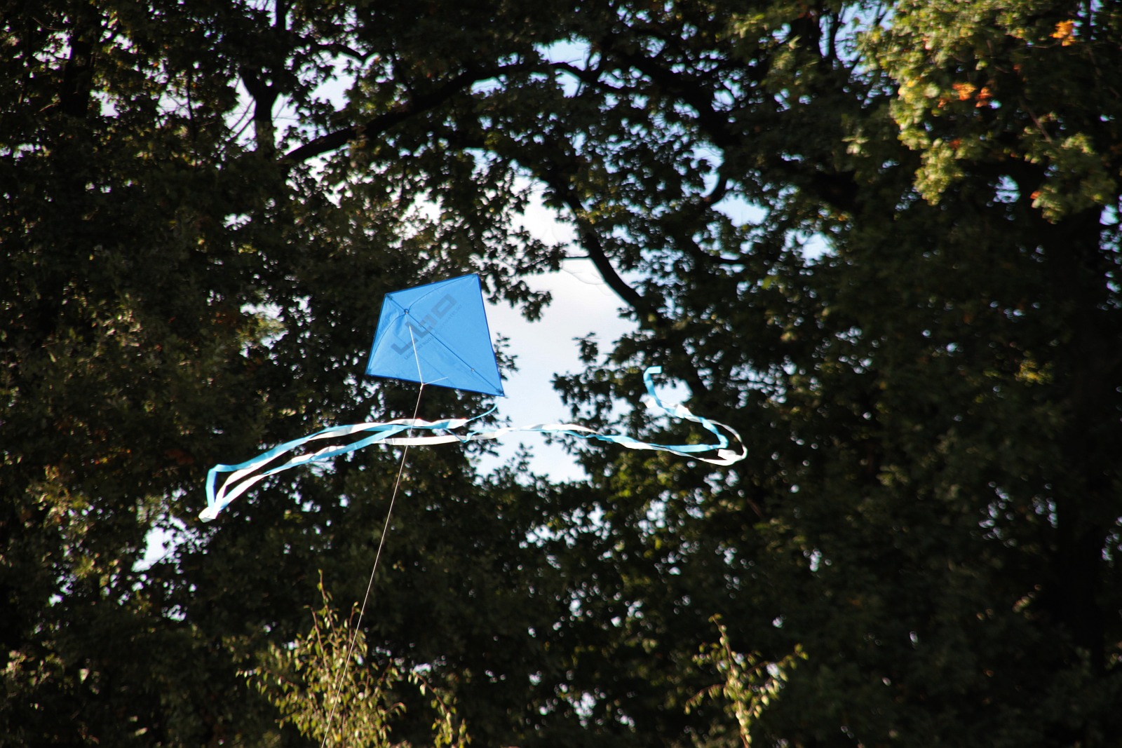 Dmuchawce, latawce, wiatr … i legniczanie w parku