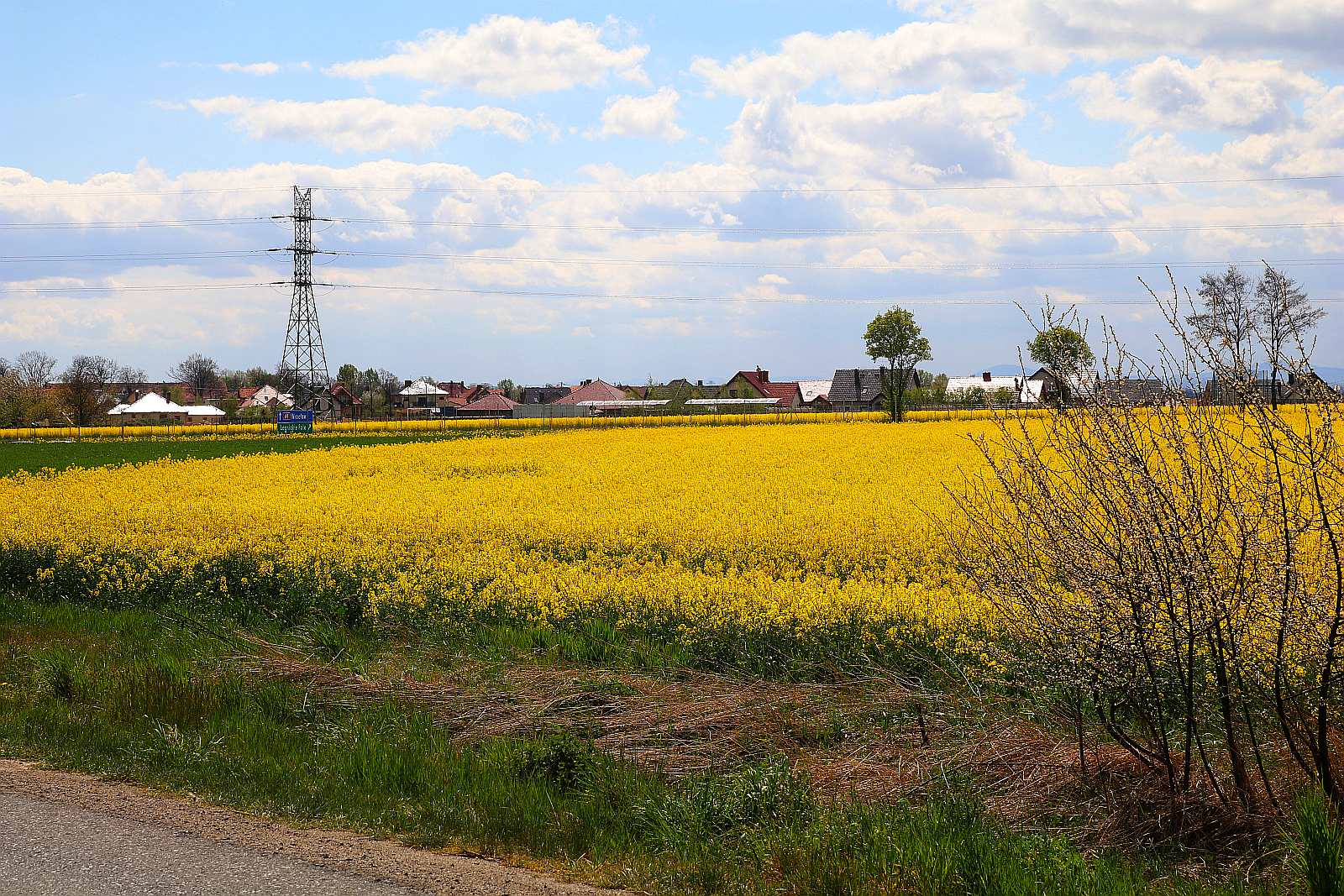 Pola rzepakowe w okolicach Legnicy