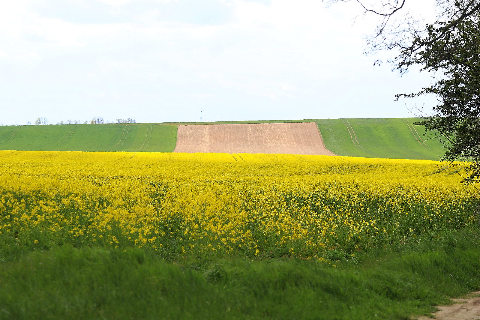 Pola rzepakowe w okolicach Legnicy