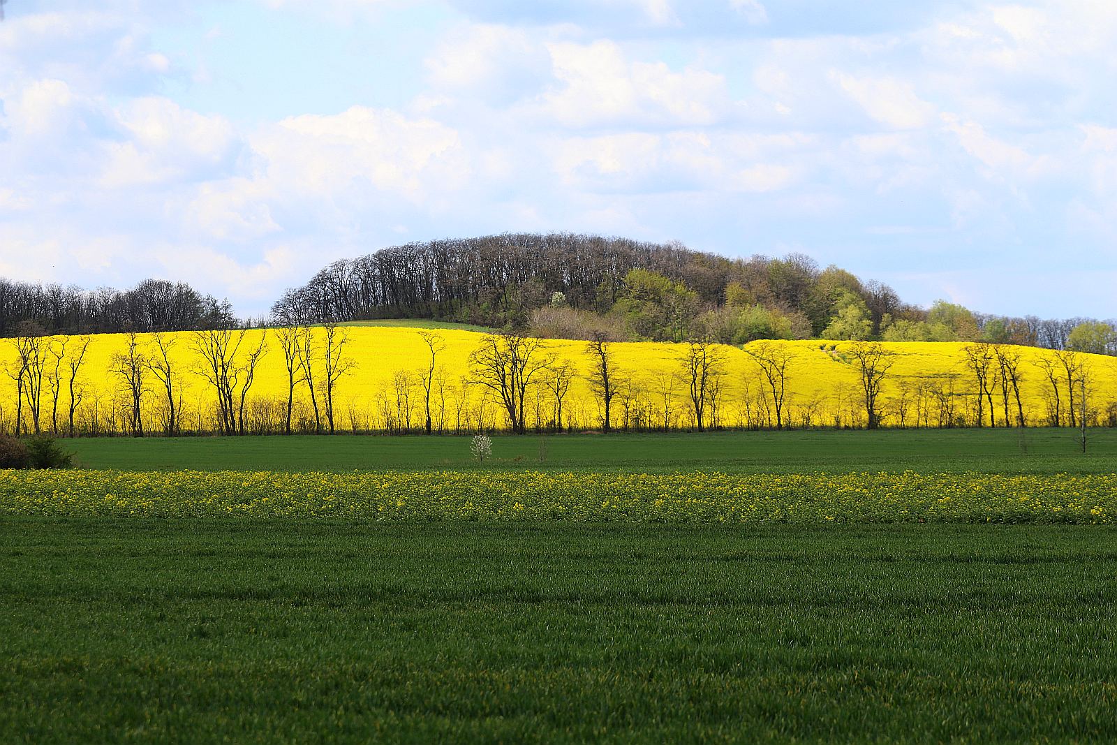 Pola rzepakowe w okolicach Legnicy