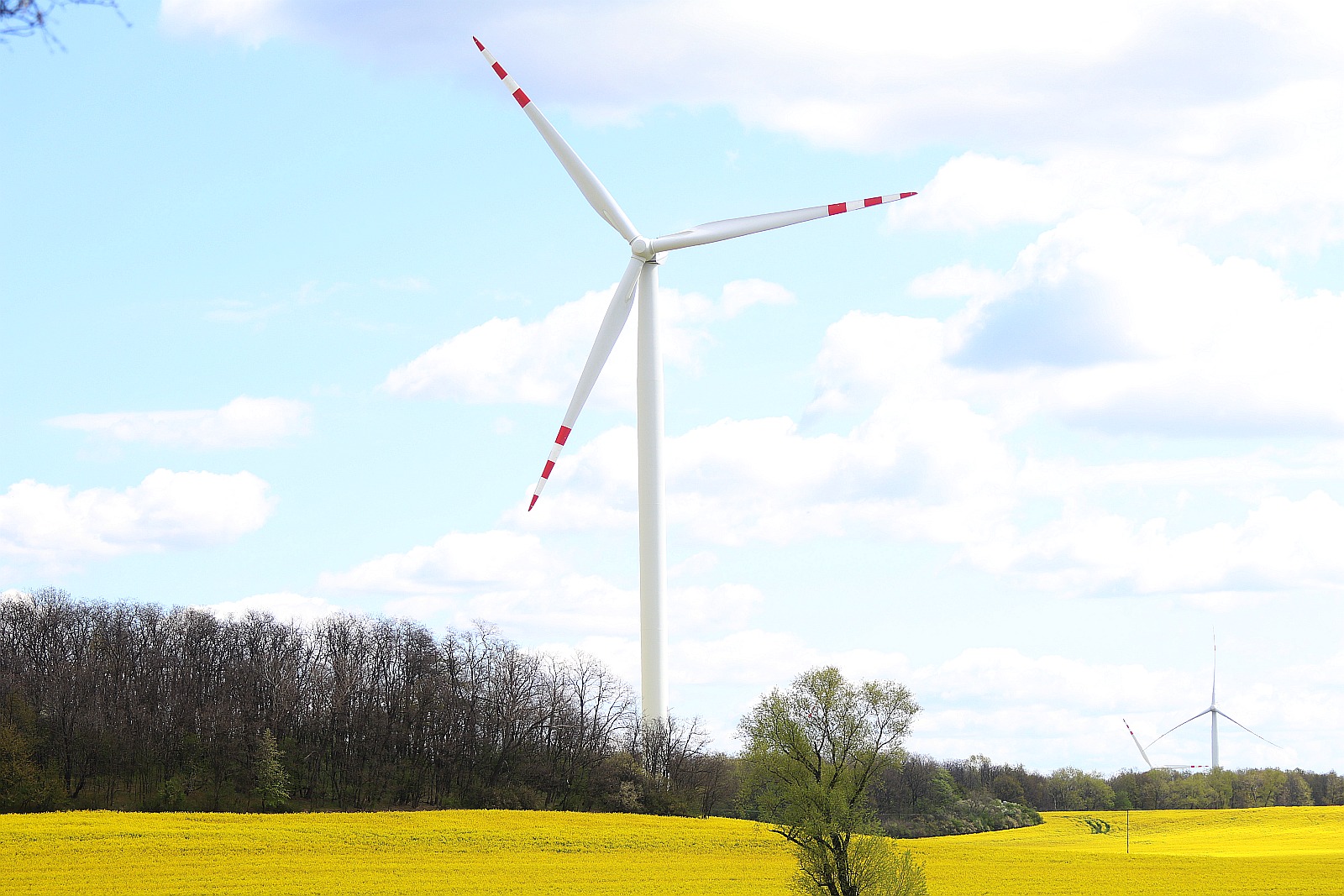 Pola rzepakowe w okolicach Legnicy