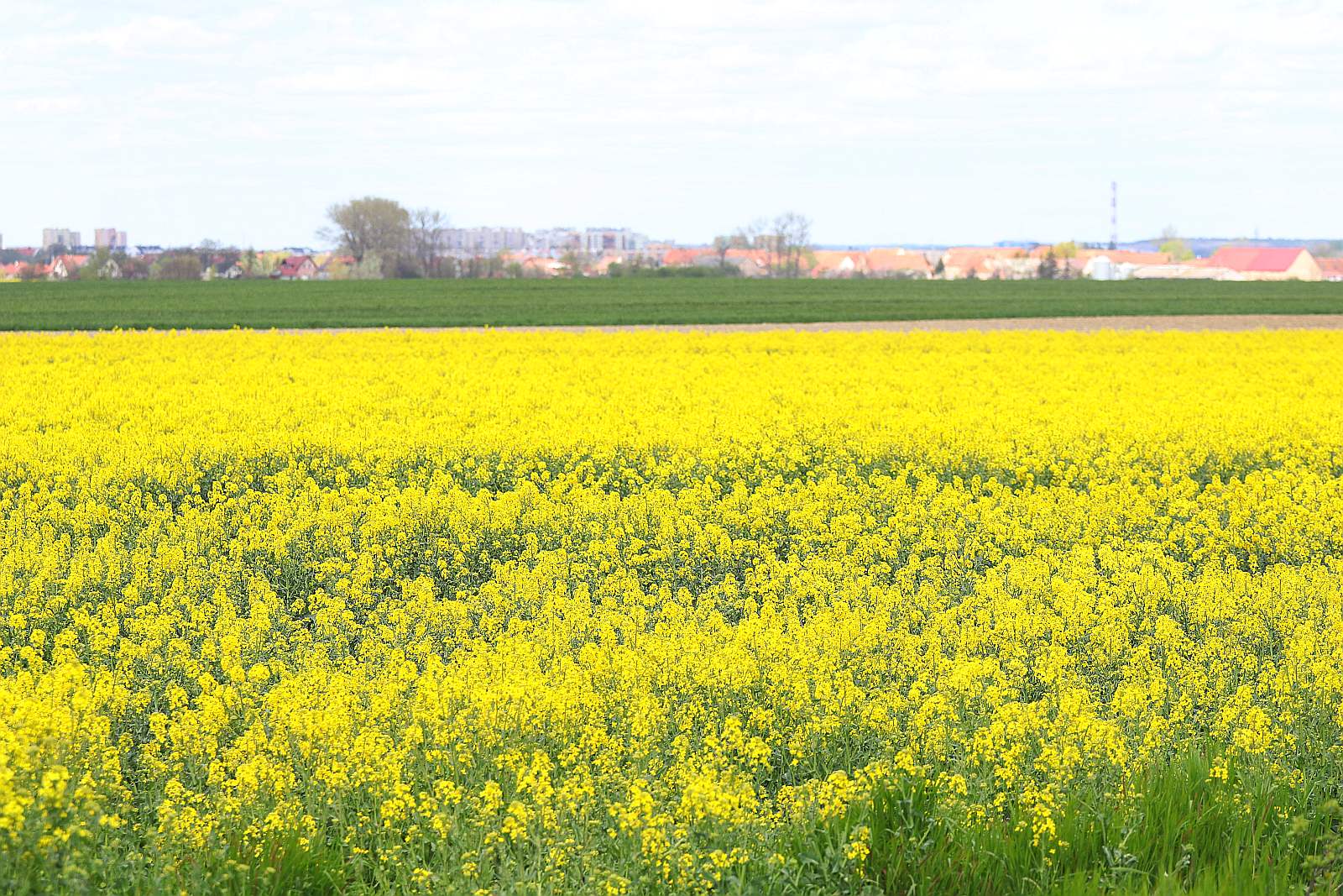 Pola rzepakowe w okolicach Legnicy