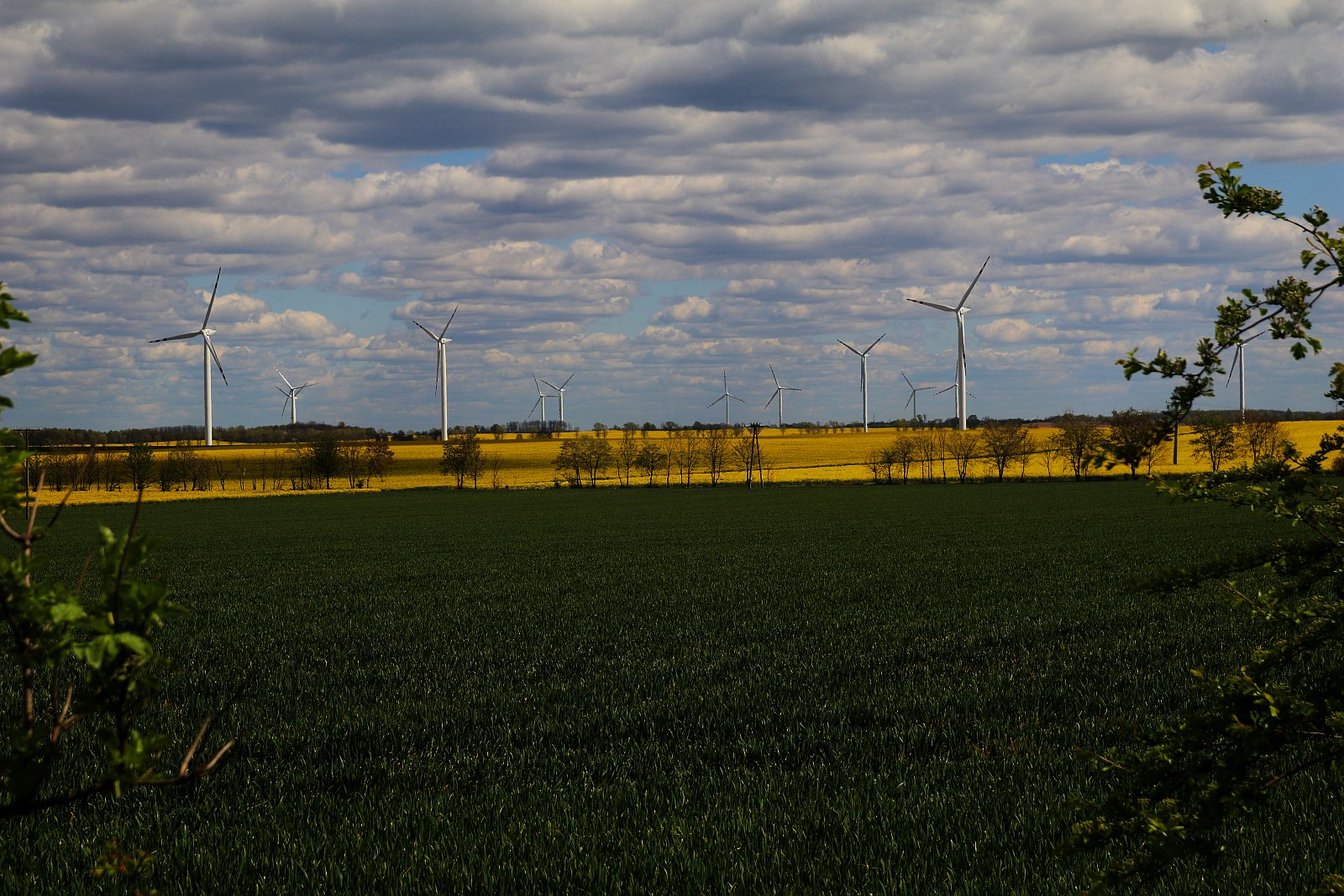 Pola rzepakowe w okolicach Legnicy