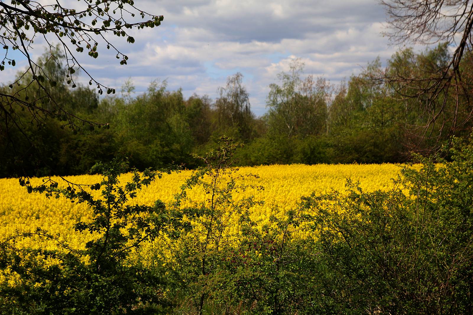Pola rzepakowe w okolicach Legnicy