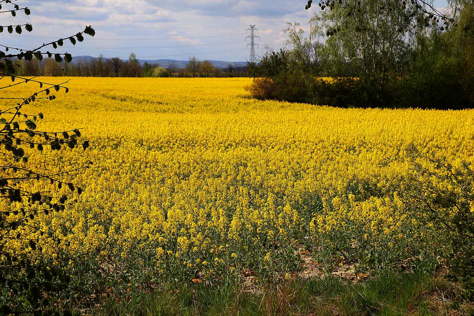 Pola rzepakowe w okolicach Legnicy