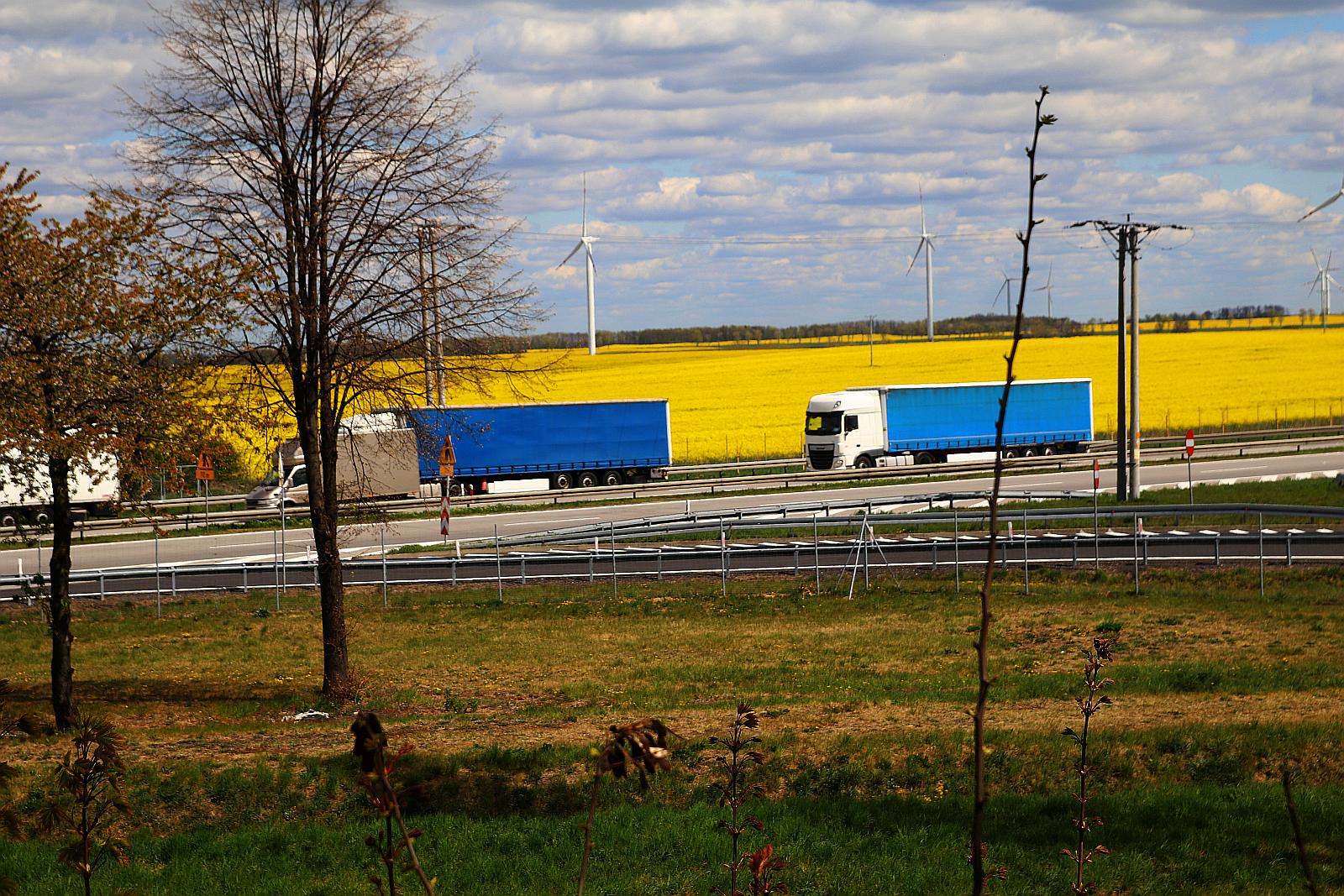 Pola rzepakowe w okolicach Legnicy