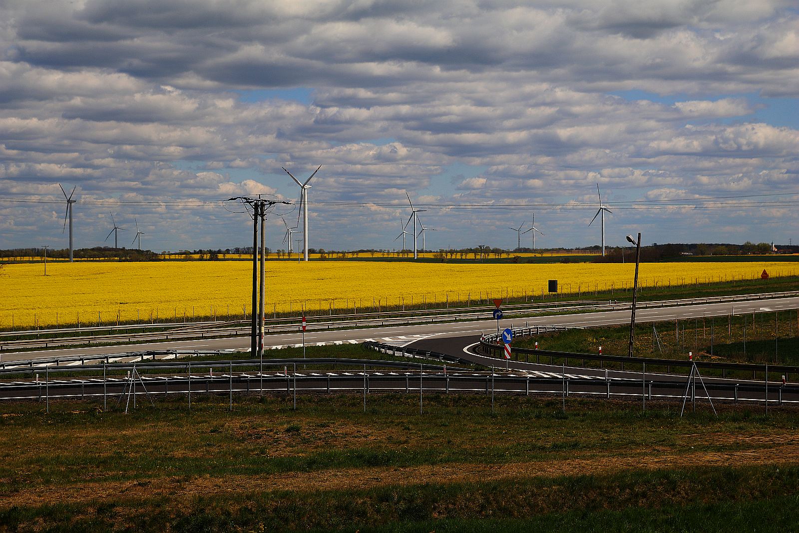 Pola rzepakowe w okolicach Legnicy