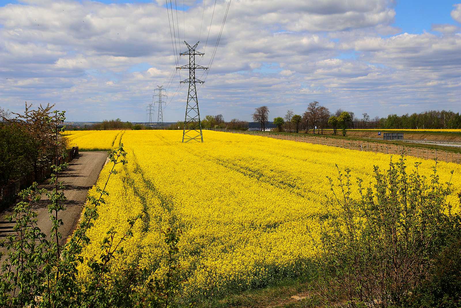 Pola rzepakowe w okolicach Legnicy
