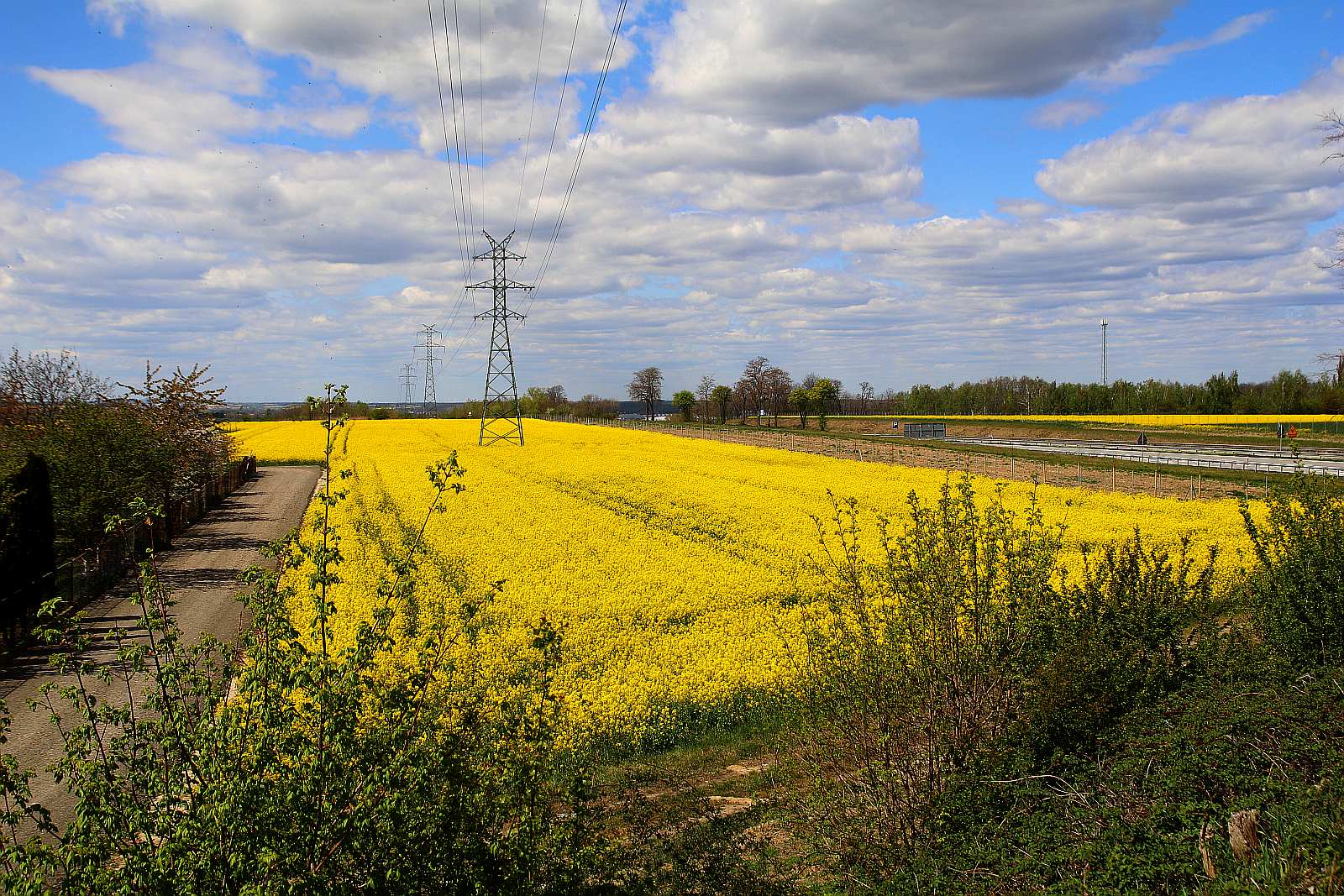 Pola rzepakowe w okolicach Legnicy