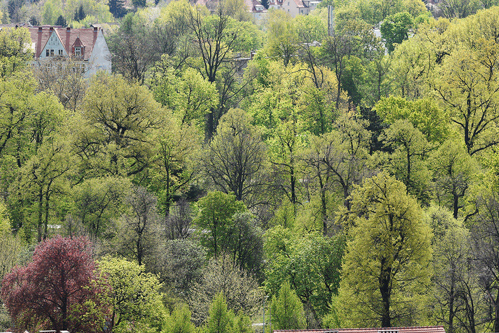 Zobacz niesamowite widoki z wieży św. Piotra