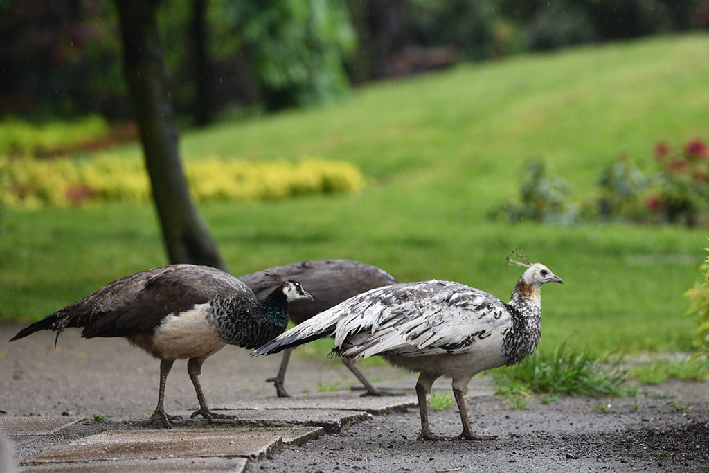 Mini zoo i ogrody tematyczne prawie gotowe do otwarcia