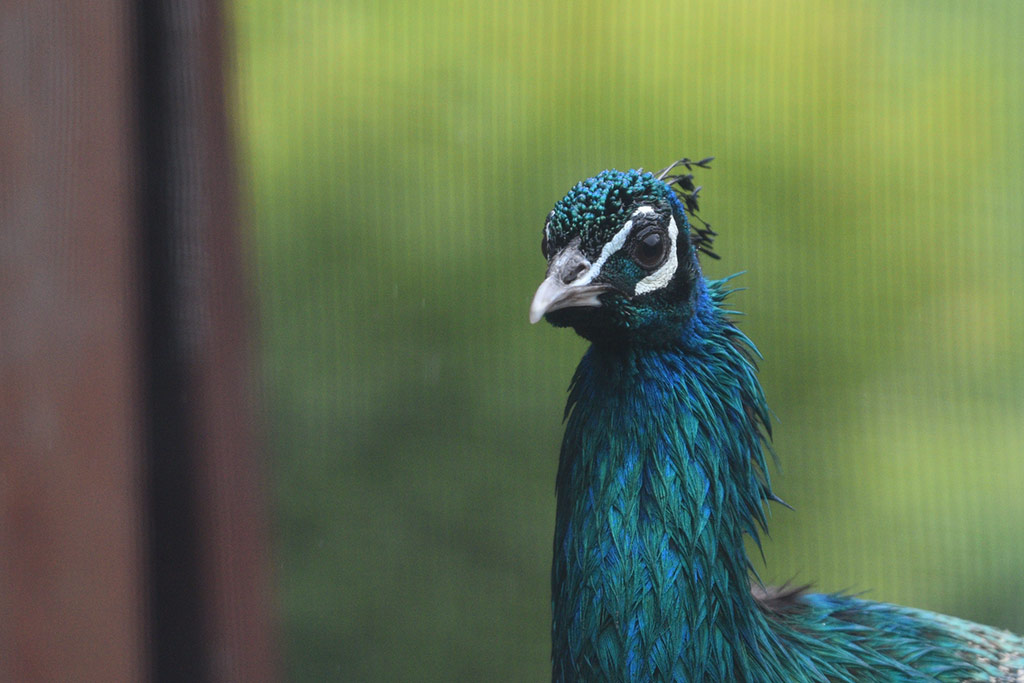 Mini zoo i ogrody tematyczne prawie gotowe do otwarcia