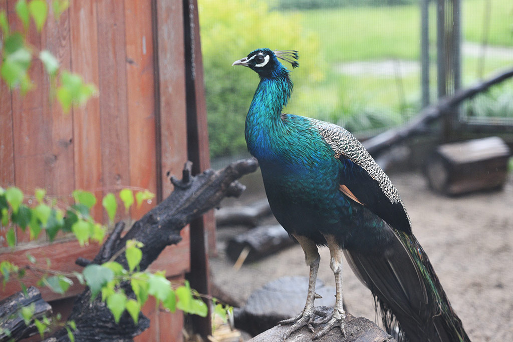 Mini zoo i ogrody tematyczne prawie gotowe do otwarcia