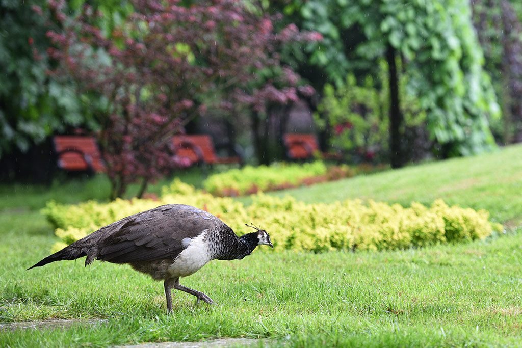 Mini zoo i ogrody tematyczne prawie gotowe do otwarcia
