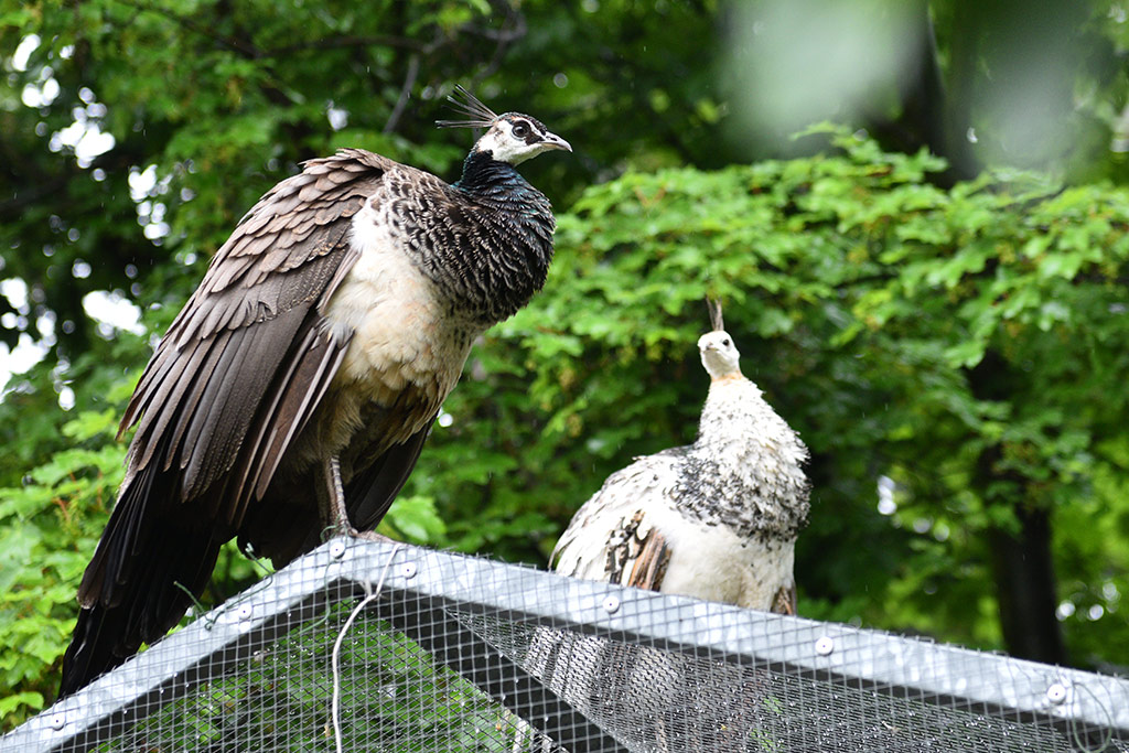 Mini zoo i ogrody tematyczne prawie gotowe do otwarcia