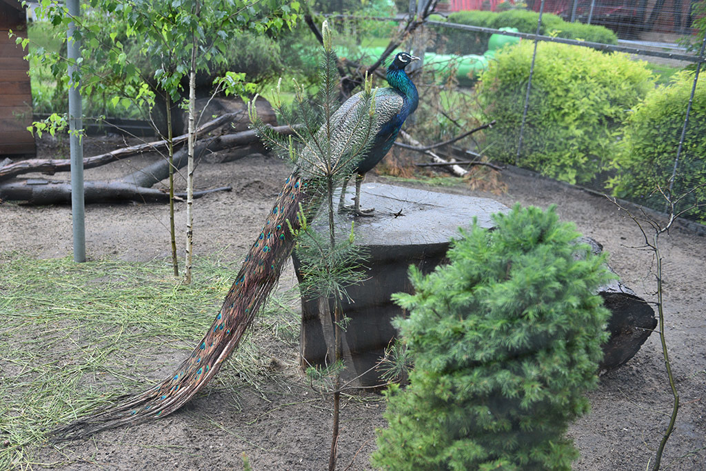 Mini zoo i ogrody tematyczne prawie gotowe do otwarcia