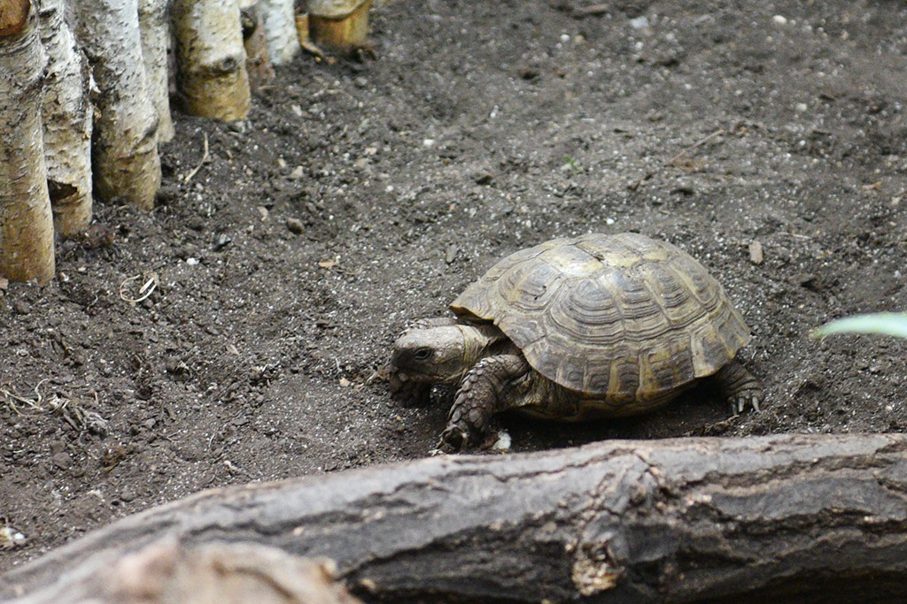 Mini zoo i ogrody tematyczne prawie gotowe do otwarcia