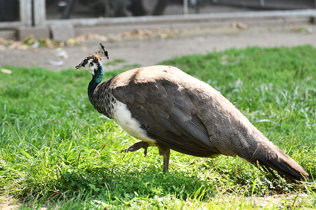 Mini zoo i ogrody tematyczne zachęcają do wypoczynku

