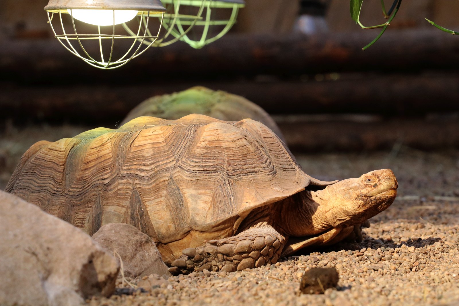 Wrocławskie ZOO jest piękne o każdej porze roku
