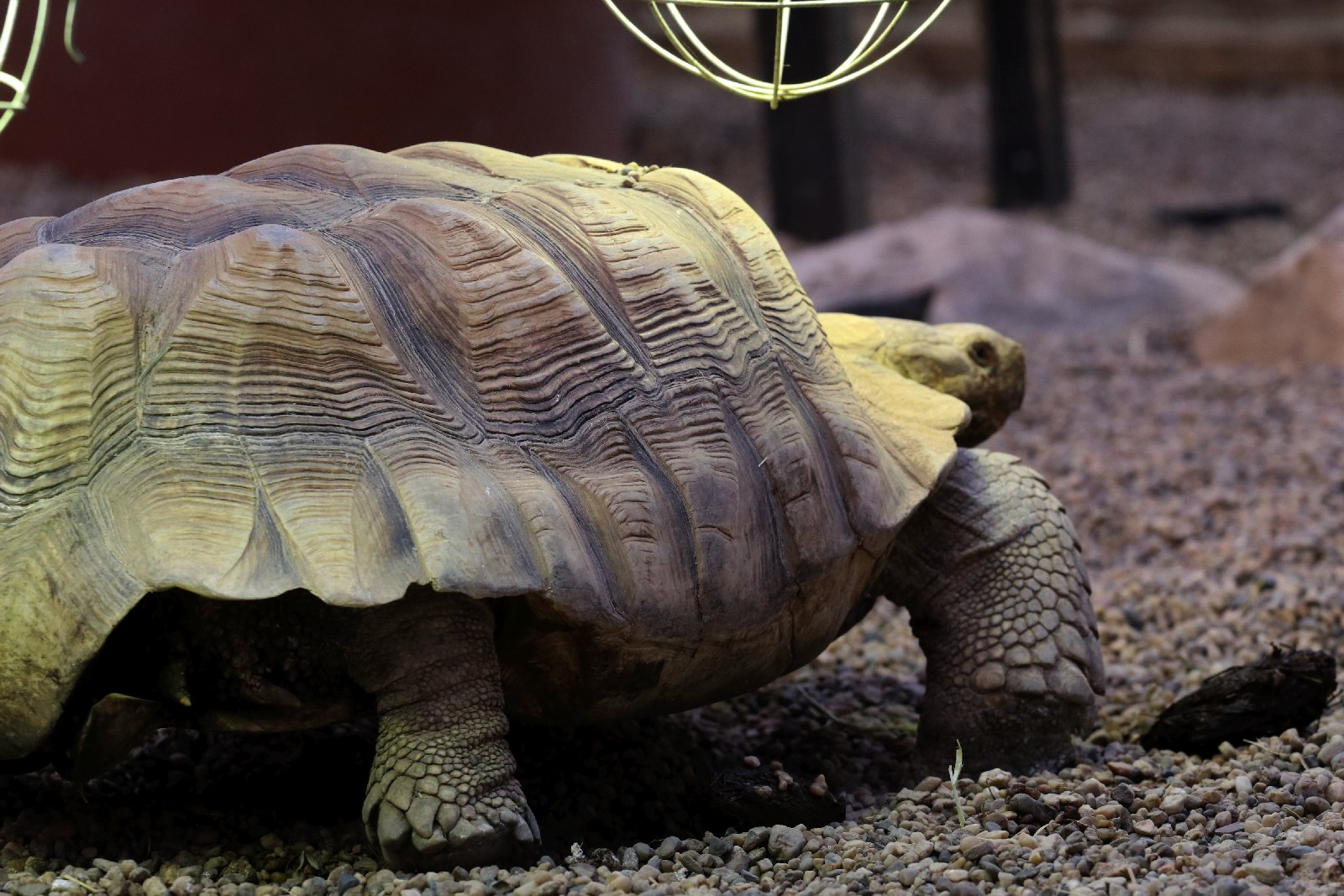 Wrocławskie ZOO jest piękne o każdej porze roku