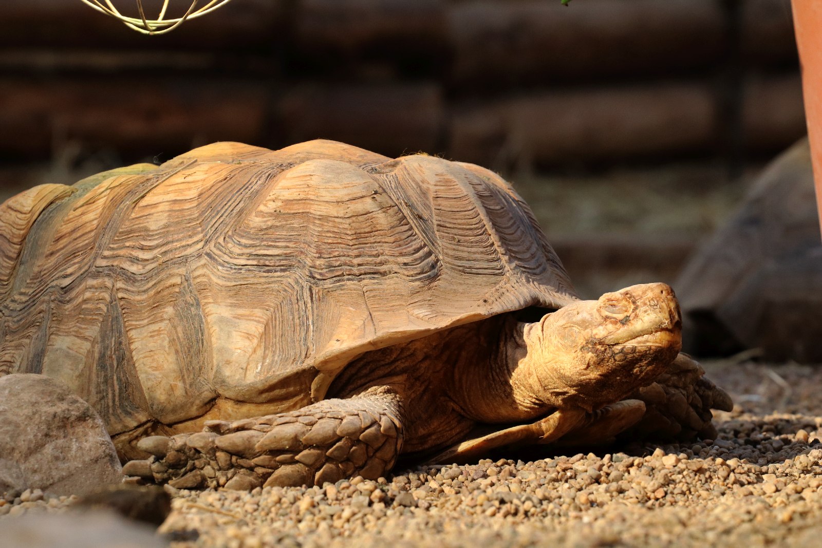 Wrocławskie ZOO jest piękne o każdej porze roku