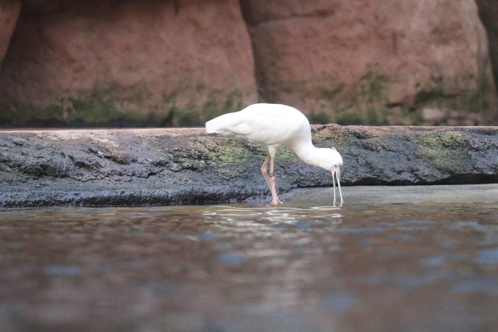 Wrocławskie ZOO jest piękne o każdej porze roku