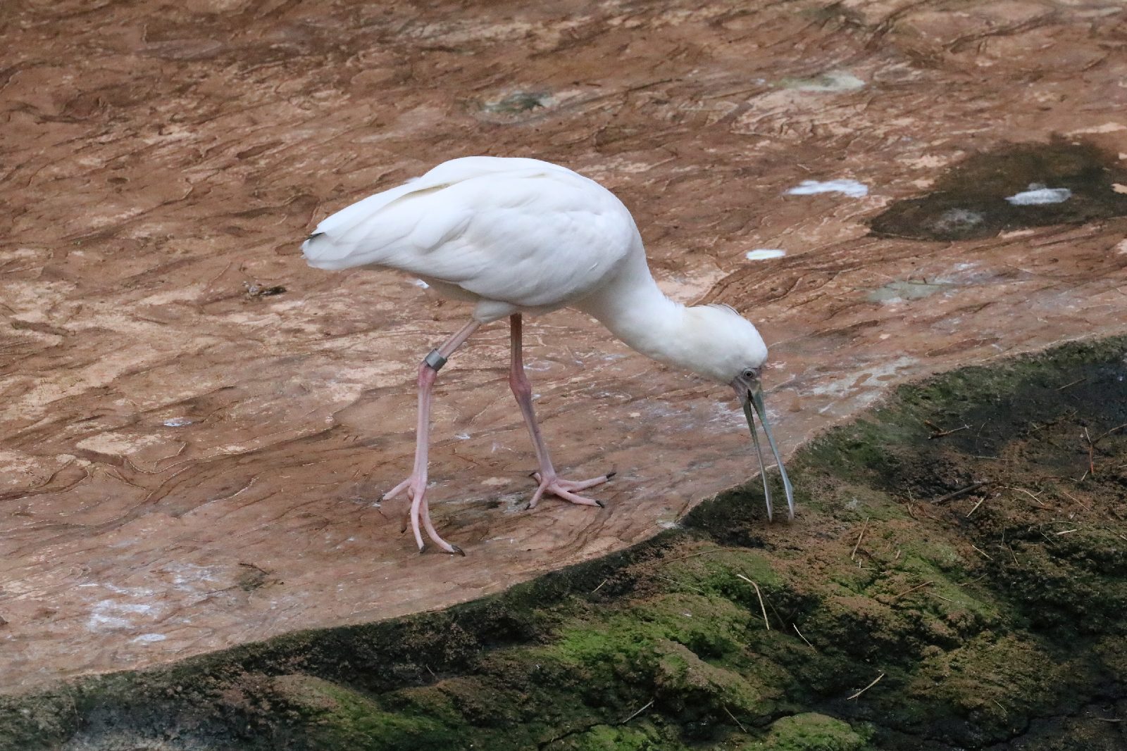 Wrocławskie ZOO jest piękne o każdej porze roku